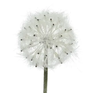 ΛΟΥΛΟΥΔΙ 50CM   Beauty Home