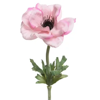 ΑΝΑΕΜΩΝΗ 57 CM   Beauty Home