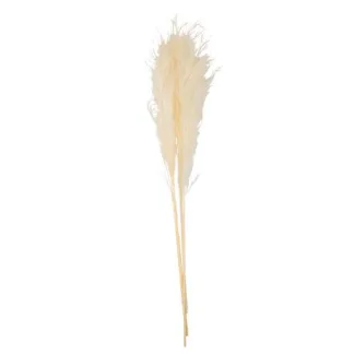 PAMPAS ΕΚΡΟΥ 80 CM   3 ΤΜΧ   Beauty Home