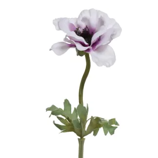 ΑΝΕΜΩΝΗ 57 CM   Beauty Home