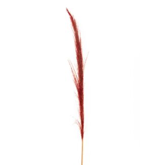 Pampas Κόκκινο Κλαδί 150εκ (6 τμχ)