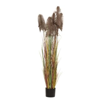 Φυτό Καφέ Pampas Grass Χ3 Φ23×220εκ Σε Μαύρη Πλαστική Γλάστρα