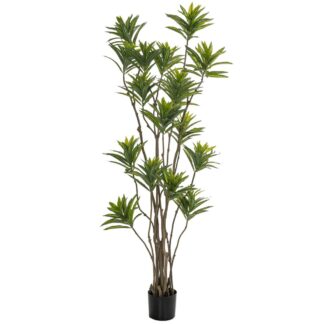 Φυτό Bamboo 180εκ. Σε Μαύρη Πλαστική Γλάστρα (Διάμετρος 65εκ.) Περίπου Φυτό Bamboo 180εκ. Σε Μαύρη Πλαστική Γλάστρα (Διάμετρος 65εκ.) Περίπου