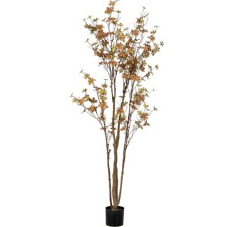 Φυτό Enkianthus Με 310 Φύλλα 170εκ Σε Πλαστικό Κασπώ Φ15×12.5εκ Φυτό Enkianthus Με 310 Φύλλα 170εκ Σε Πλαστικό Κασπώ Φ15×12.5εκ