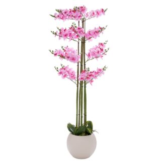 Ροζ Ορχιδέα Phalaenopsis Σε Εκρού Κεραμικό Κασπώ 160εκ Ροζ Ορχιδέα Phalaenopsis Σε Εκρού Κεραμικό Κασπώ 160εκ