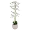 Λευκή Ορχιδέα Phalaenopsis Σε Εκρού Κεραμικό Κασπώ 190εκ