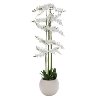 Λευκή Ορχιδέα Phalaenopsis Σε Εκρού Κεραμικό Κασπώ 190εκ