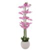 Ροζ Ορχιδέα Phalaenopsis Σε Εκρού Κεραμικό Κασπώ 190εκ