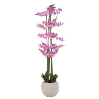 Ροζ Ορχιδέα Phalaenopsis Σε Εκρού Κεραμικό Κασπώ 190εκ Ροζ Ορχιδέα Phalaenopsis Σε Εκρού Κεραμικό Κασπώ 190εκ