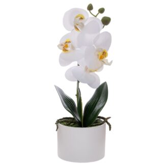 Λευκή Ορχιδέα Phalaenopsis Σε Λευκό Κεραμικό Κασπώ 28εκ
