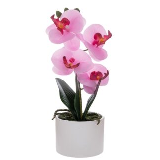 Ροζ Ορχιδέα Phalaenopsis Σε Λευκό Κεραμικό Κασπώ 28εκ